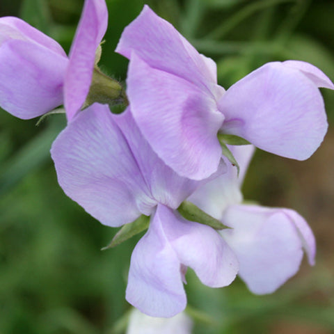 Lathyrus Odoratus & Sweet Pea Seeds