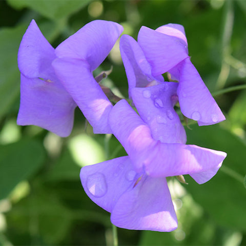 Lathyrus-Odoratus-Sweet-Pea-Seeds