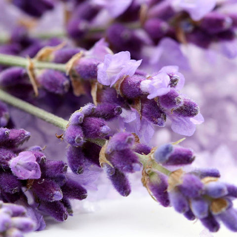 Lavandula Angustifolia & Lavenda Seeds