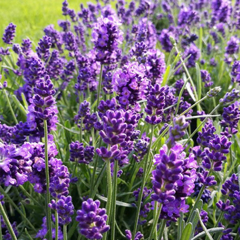 Lavandula Angustifolia & Lavenda Seeds
