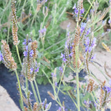 Lavandula Angustifolia & Lavender Seeds