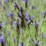 Lavandula Angustifolia & Lavender Seeds