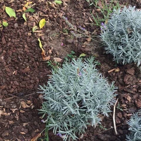 Lavandula-Angustifolia-Silver-Leaf-Lavender-Seeds