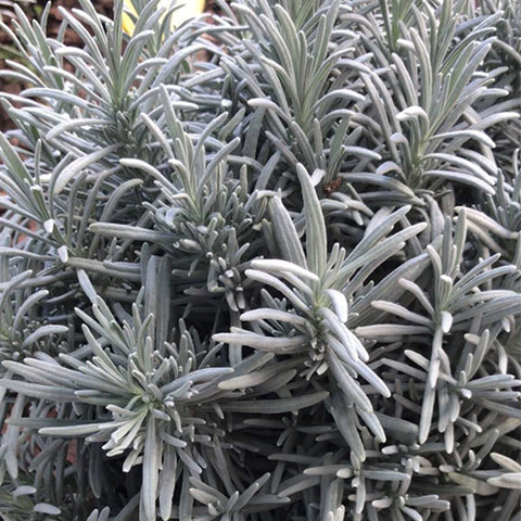 Lavandula-Angustifolia-Silver-Leaf-Lavender-Seeds