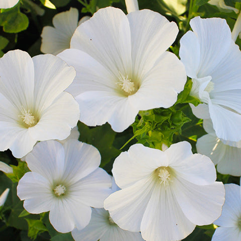 Lavatera Arborea & Lavatera Rose Seeds