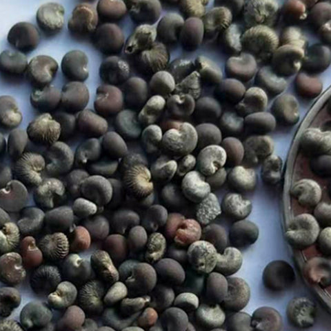 Lavatera Arborea & Lavatera Rose Seeds