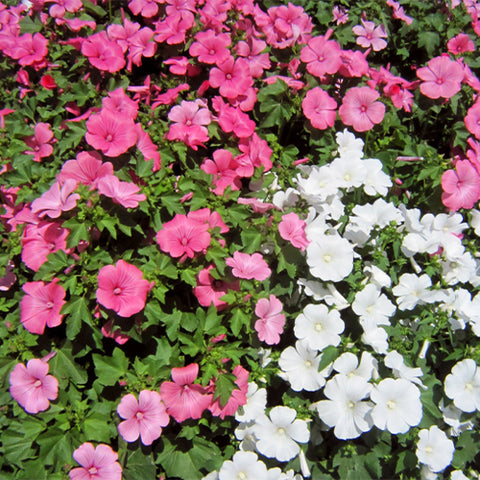 Lavatera-Arborea-Tree-Mallow-Seeds