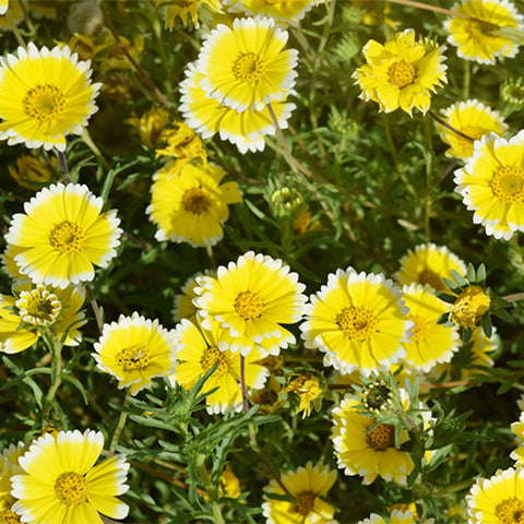 Layia-Platyglossa-Seeds