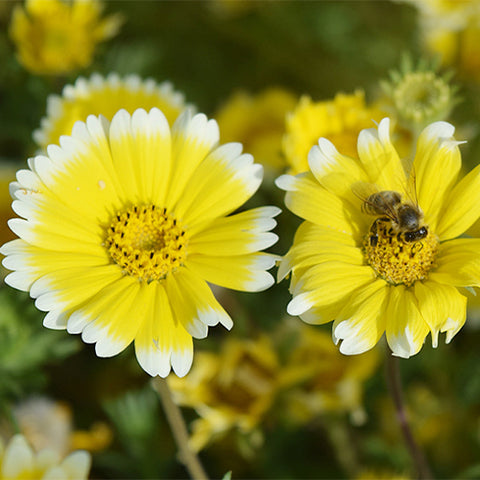 Layia-Platyglossa-Seeds