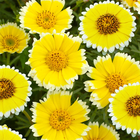 Layia-Platyglossa-Seeds