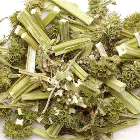 Leonurus japonicus seeds