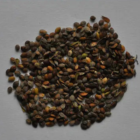 Lespedeza-bicolor-Lespedeza-Seeds