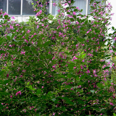 Lespedeza-bicolor-Lespedeza-Seeds
