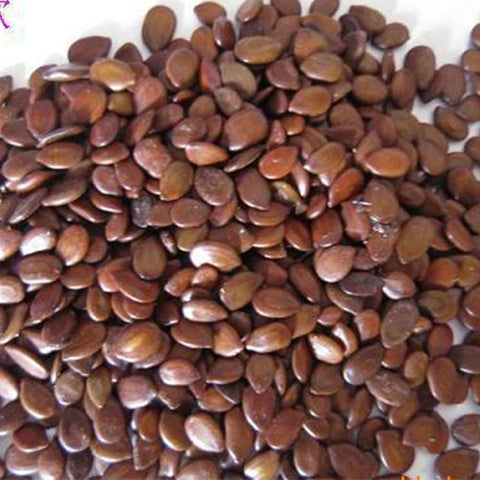 Leucaena-leucocephala-Jumbay-Seeds