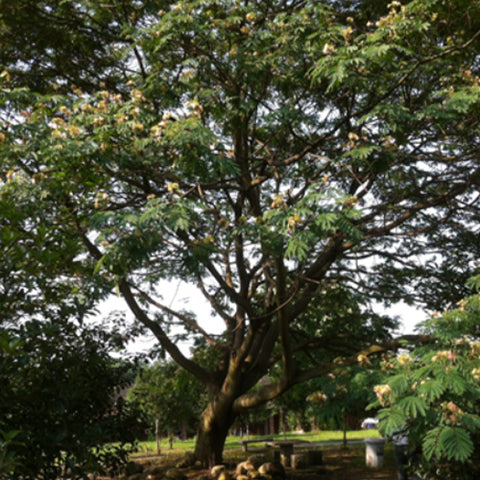 Leucaena-leucocephala-Jumbay-Seeds