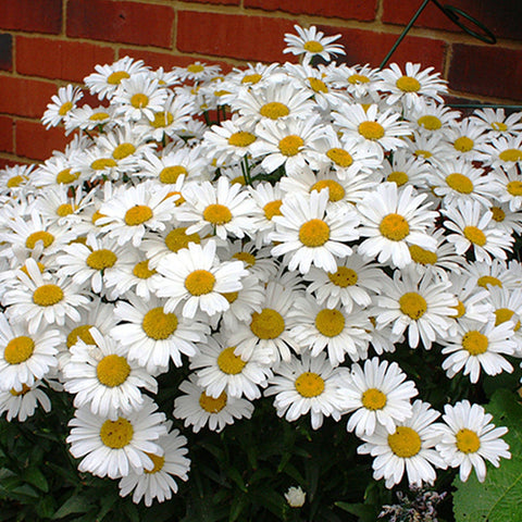 Leucanthemum Maximum & Chrysanthemun Leucanthemum Seeds
