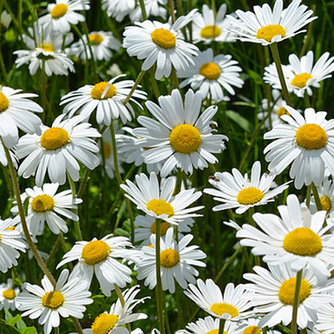 Leucanthemum Maximum & Chrysanthemun Leucanthemum Seeds