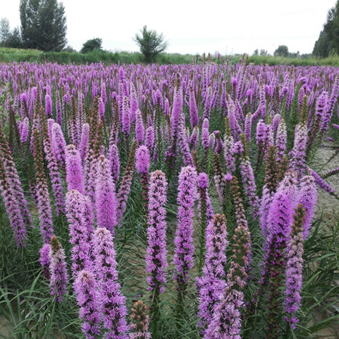 Liatris Spicata & Liatris Seeds