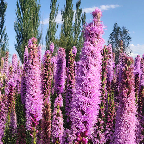 Liatris Spicata & Liatris Seeds