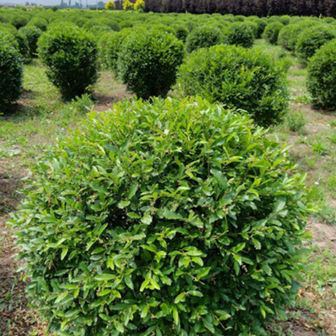 Ligustrum obtusifolium & Water wax tree Seeds