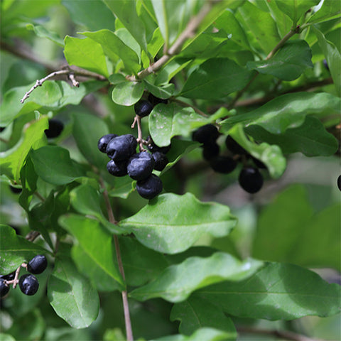 Ligustrum obtusifolium & Water wax tree Seeds