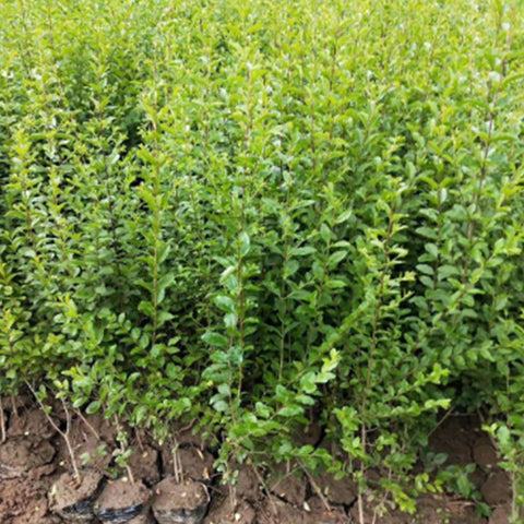 Ligustrum quihoui & Privet Seeds