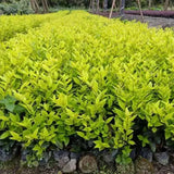 Ligustrum-vicaryi-Korean-privet-Seeds