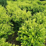 Ligustrum-vicaryi-Korean-privet-Seeds