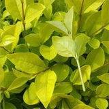 Ligustrum-vicaryi-Korean-privet-Seeds