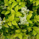 Ligustrum-vicaryi-Korean-privet-Seeds