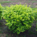 Ligustrum-vicaryi-Korean-privet-Seeds