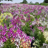 Linaria-Maroccana-Linaria-Seeds