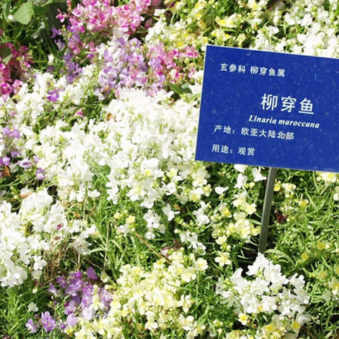 Linaria-Vulgaris-Linaria-Seeds