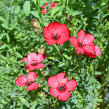 Linum-Grandiflorum-Safflower-Flax-Seeds