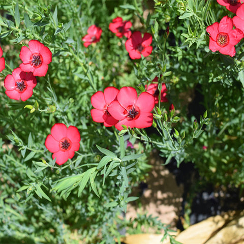 Linum-Grandiflorum-Safflower-Flax-Seeds