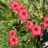 Linum-Grandiflorum-Safflower-Flax-Seeds