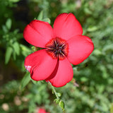 Linum-Grandiflorum-Safflower-Flax-Seeds