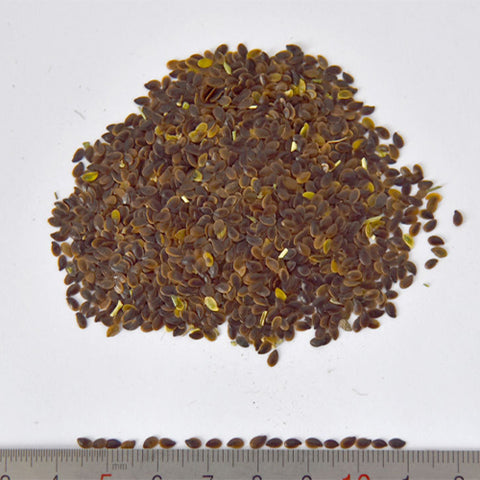 Linum-Perenne-Seeds