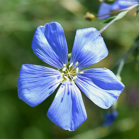 Linum-Perenne-Seeds