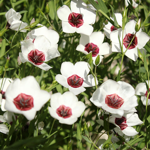 Linum-Usitatissimum-Linum-Grandiflorum-Seeds