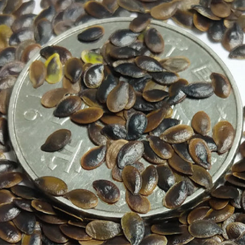 Linum-Usitatissimum-Linum-Grandiflorum-Seeds