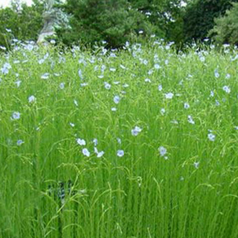 Linum usitatissimum & Lini Semen Seeds