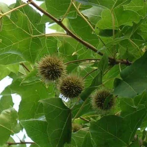 Liquidambar formosana & Taiwanese sweet gum Seeds