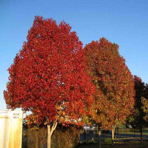 Liquidambar formosana & Taiwanese sweet gum Seeds