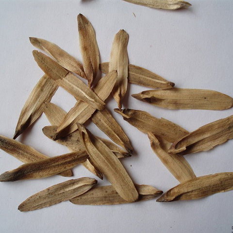 Liriodendron-chinense-Chinese-tulip-poplar-Seeds