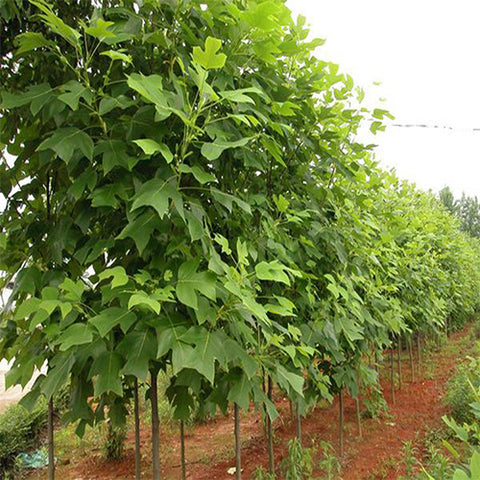 Liriodendron-chinense-Chinese-tulip-poplar-Seeds