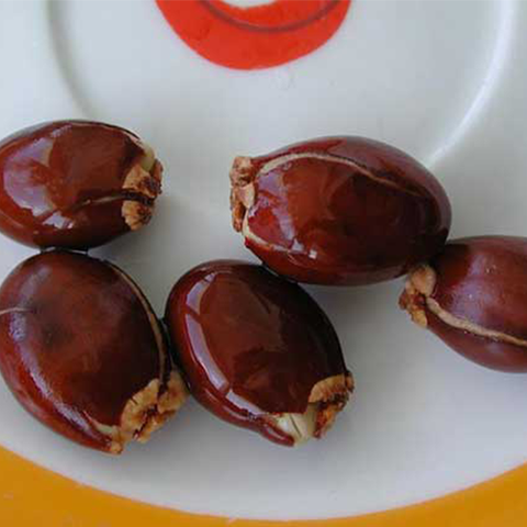 Litchi chinensis & Lychee Seeds