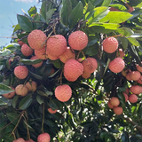 Litchi chinensis & Lychee Seeds
