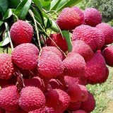 Litchi chinensis & Lychee Seeds