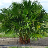 Livistona Chinensis & Chinese Fan Palm Seeds